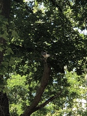 Garrulus glandarius