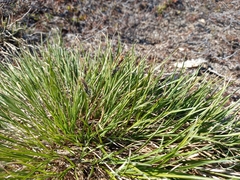 Carex soczavaeana