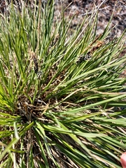 Carex soczavaeana