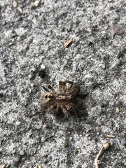Zoropsis spinimana