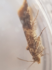 Lobesia reliquana