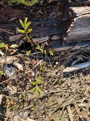 Argentina subarctica