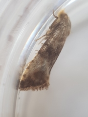 Neocochylis dubitana