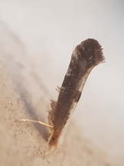 Argyresthia spinosella