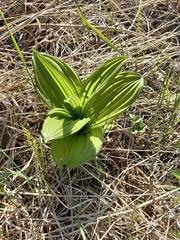 Veratrum oxysepalum