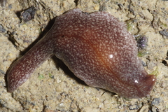 Australopacifica spectabilis