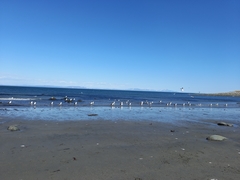 Larus schistisagus