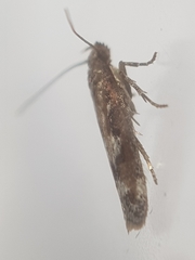 Caryocolum marmorea