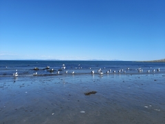 Larus schistisagus