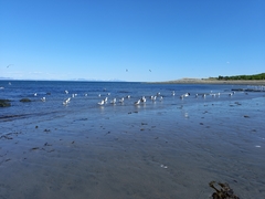 Larus schistisagus