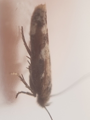 Caryocolum marmorea