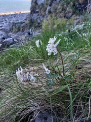 Corydalis magadanica