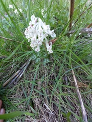 Corydalis magadanica