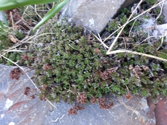 Hylotelephium cyaneum