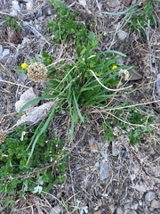 Allium strictum