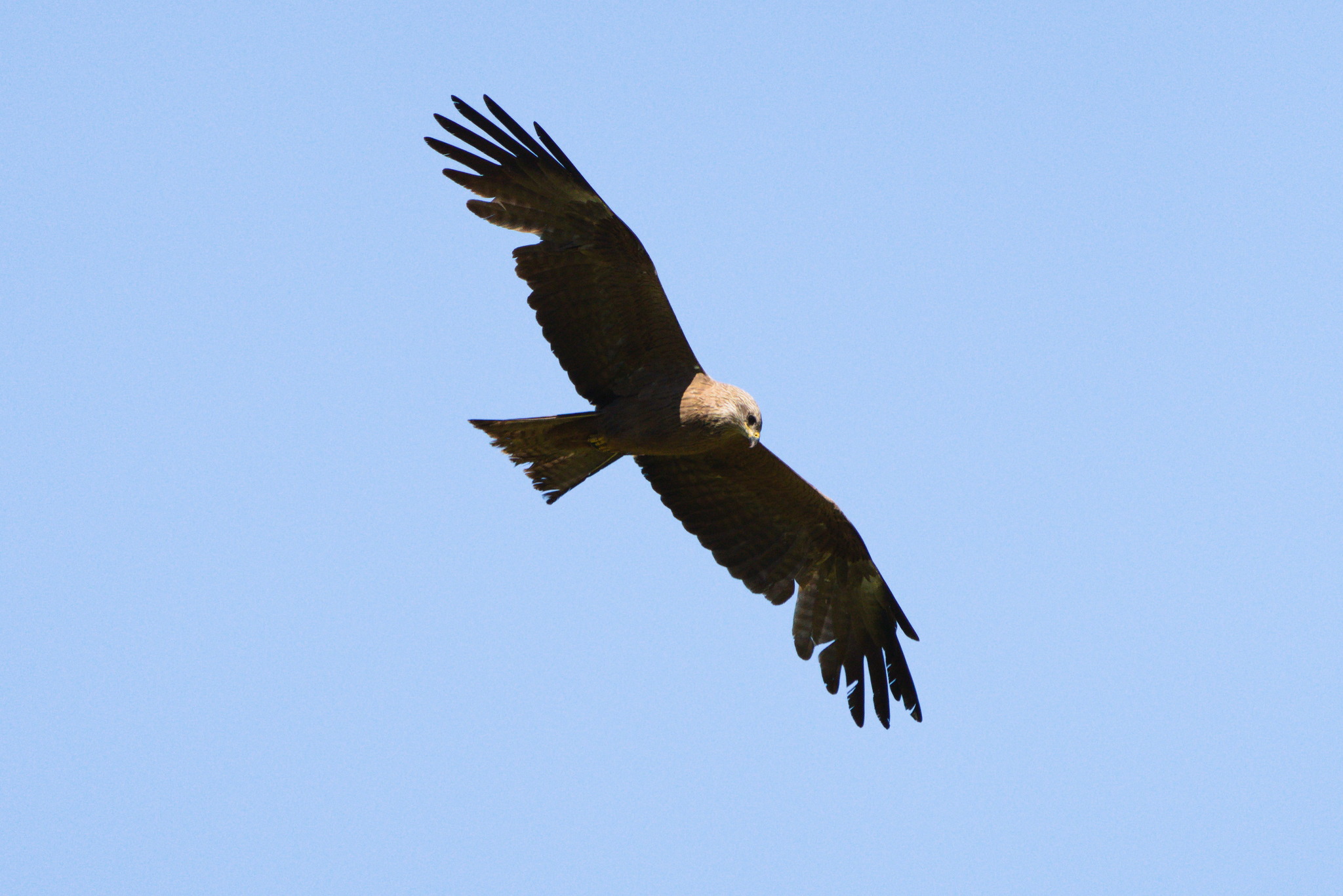 Black Kite