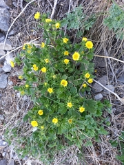 Potentilla fragiformis