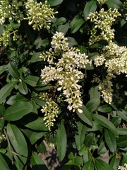 Ligustrum vulgare