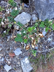 Potentilla rupifraga