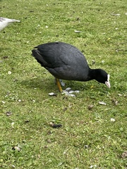 Fulica atra