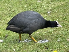 Fulica atra