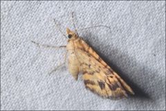 Chrysolarentia correlata