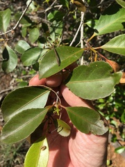 Elaeodendron melanocarpum