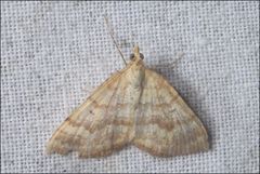 Chrysolarentia correlata