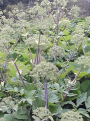 Angelica archangelica