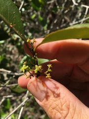 Elaeodendron melanocarpum