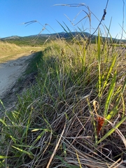 Anthoxanthum glabrum