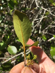 Elaeodendron melanocarpum