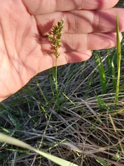 Anthoxanthum glabrum