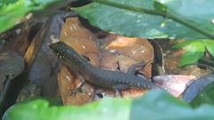 Sphenomorphus multisquamatus