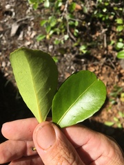 Elaeodendron melanocarpum