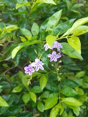 Duranta erecta