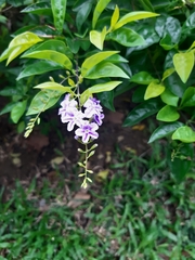 Duranta erecta