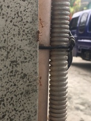 Oecophylla smaragdina