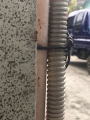 Oecophylla smaragdina