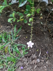 Duranta erecta