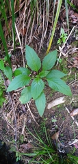 Lobelia physaloides
