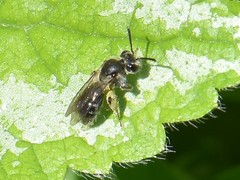 Andrena minutula