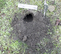 Spilogale gracilis