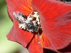 Andrena viridescens