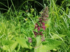 Stachys sylvatica