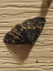 Metalectra diabolica