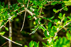 Canthium spinosum