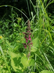 Stachys sylvatica