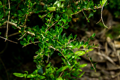 Canthium spinosum