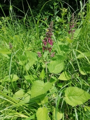 Stachys sylvatica